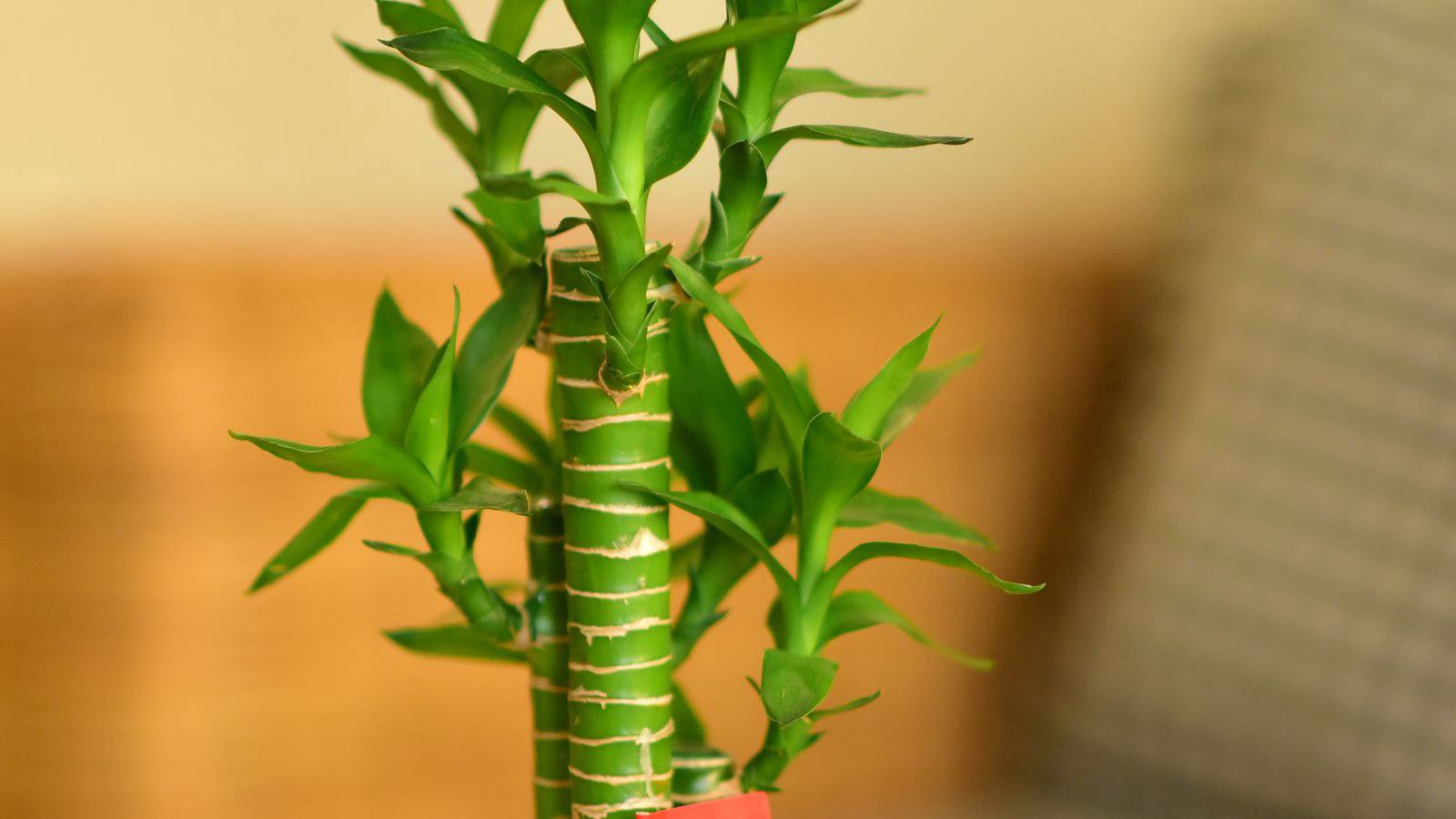 Mệnh Thủy nên để gì trong xe ô tô: gợi ý trang trí Mệnh Thủy nên để gì trong xe ô tô: gợi ý trang trí